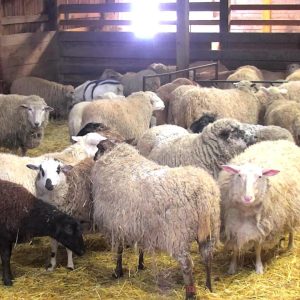 Sheeps of Different Breeds for sale