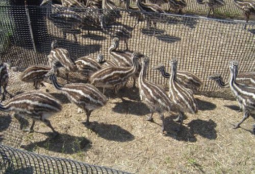 Brown chicks for sale