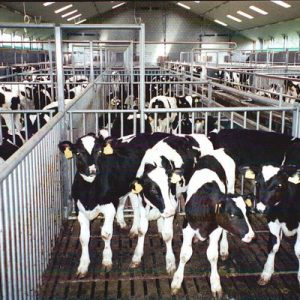 Dairy Heafers for Sale