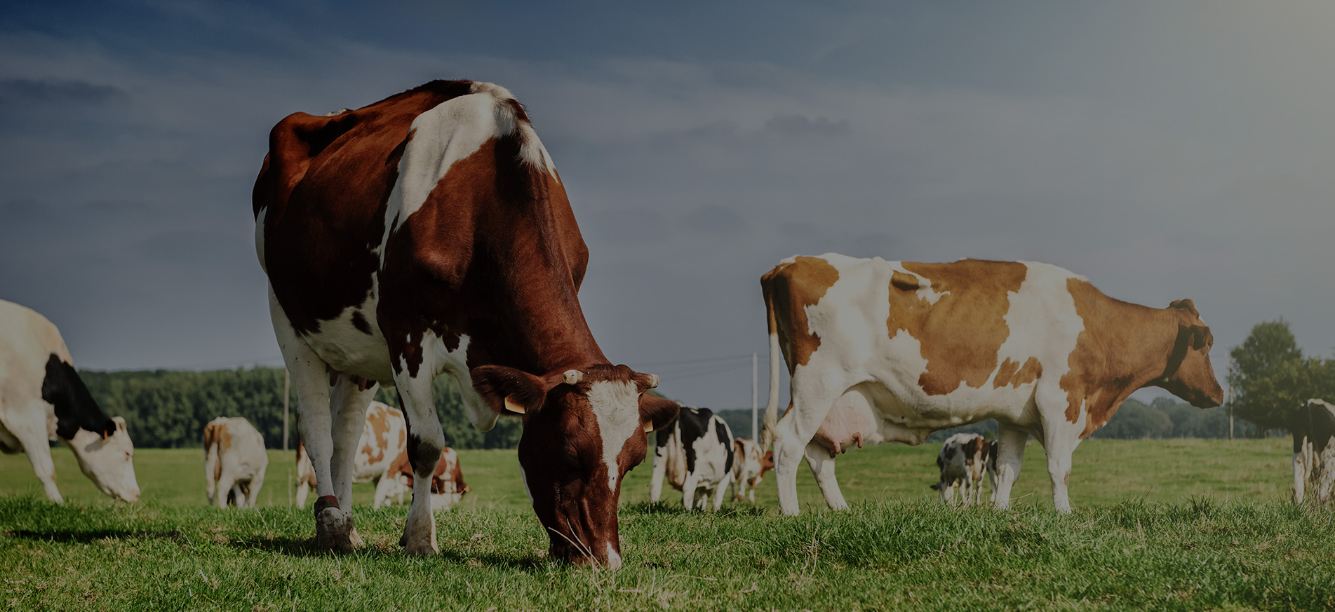 Brown cows for sale in bulk