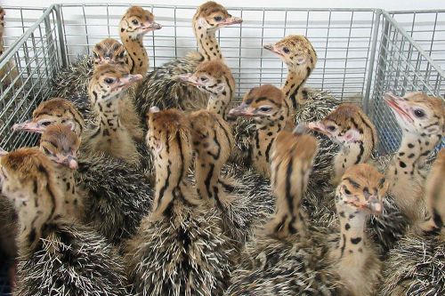 Ostrich Chicks / Emu Chicks / Eggs