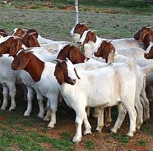 About Goats and there Breeds