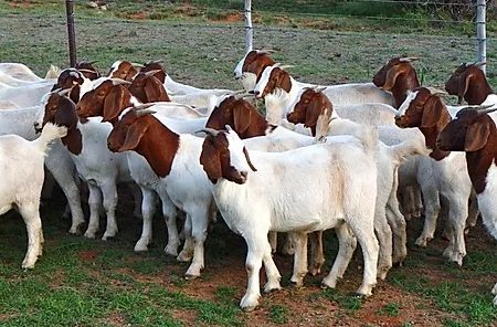 About Goats and there Breeds