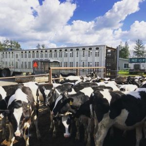 Cows for Sale